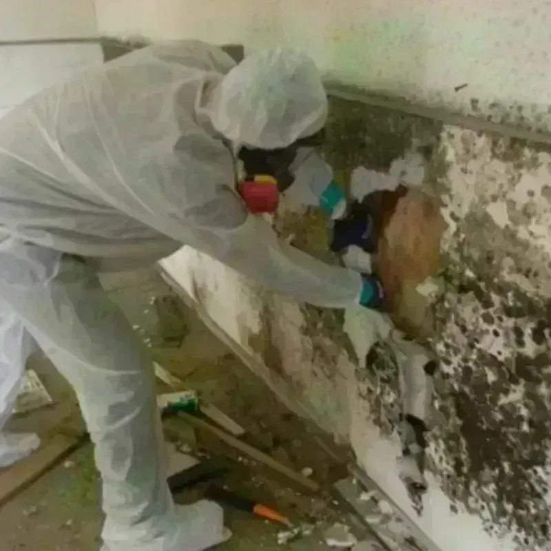 Mold Remediation and Removal in Fobes Hill, WA